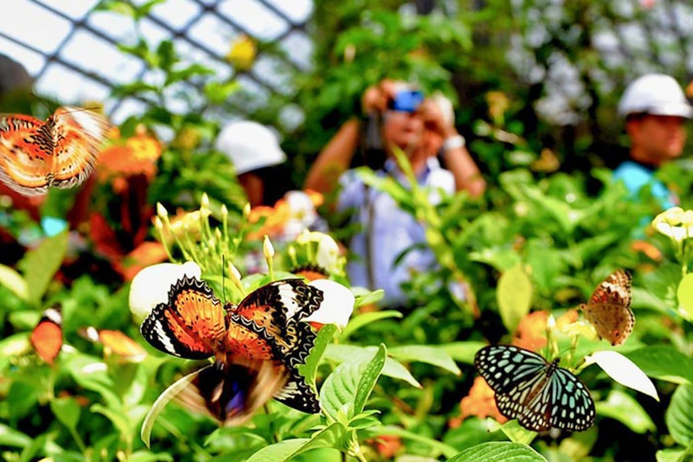 Gardens And Parks Of Penang