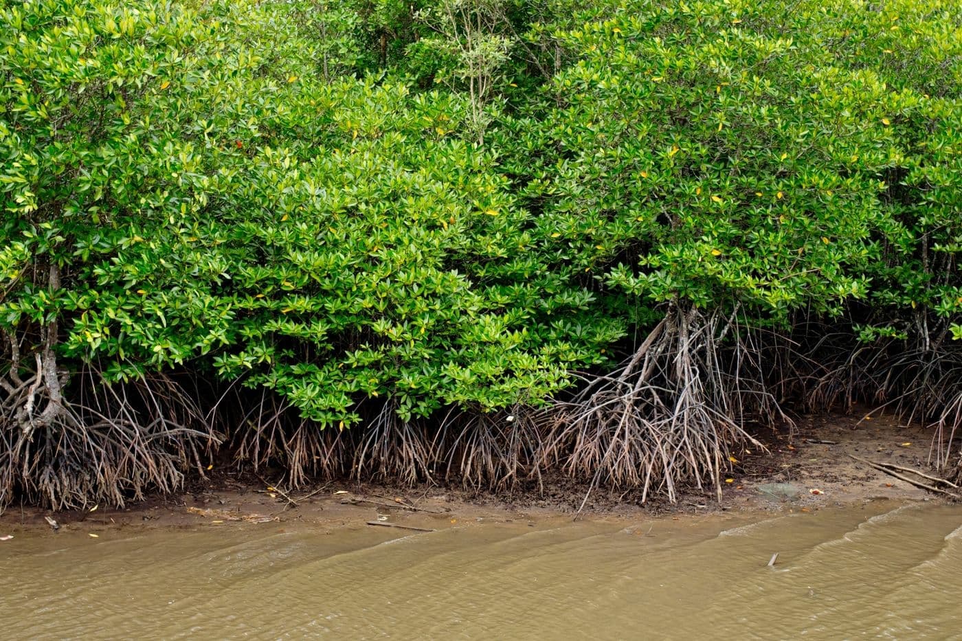 Mangrove Forest Tour