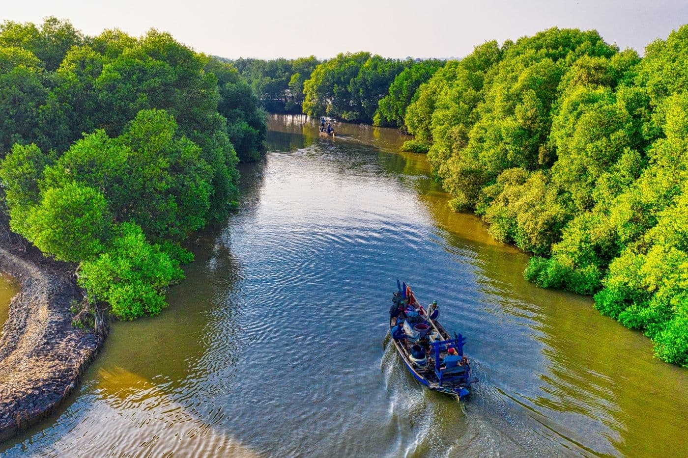Mangrove Forest Tour