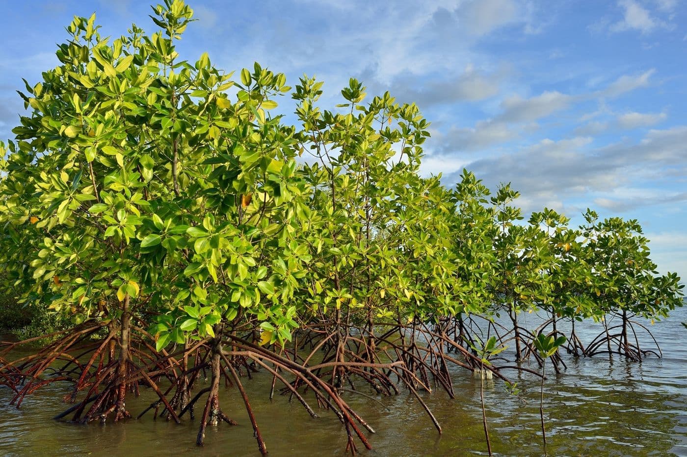 Mangrove Forest Tour