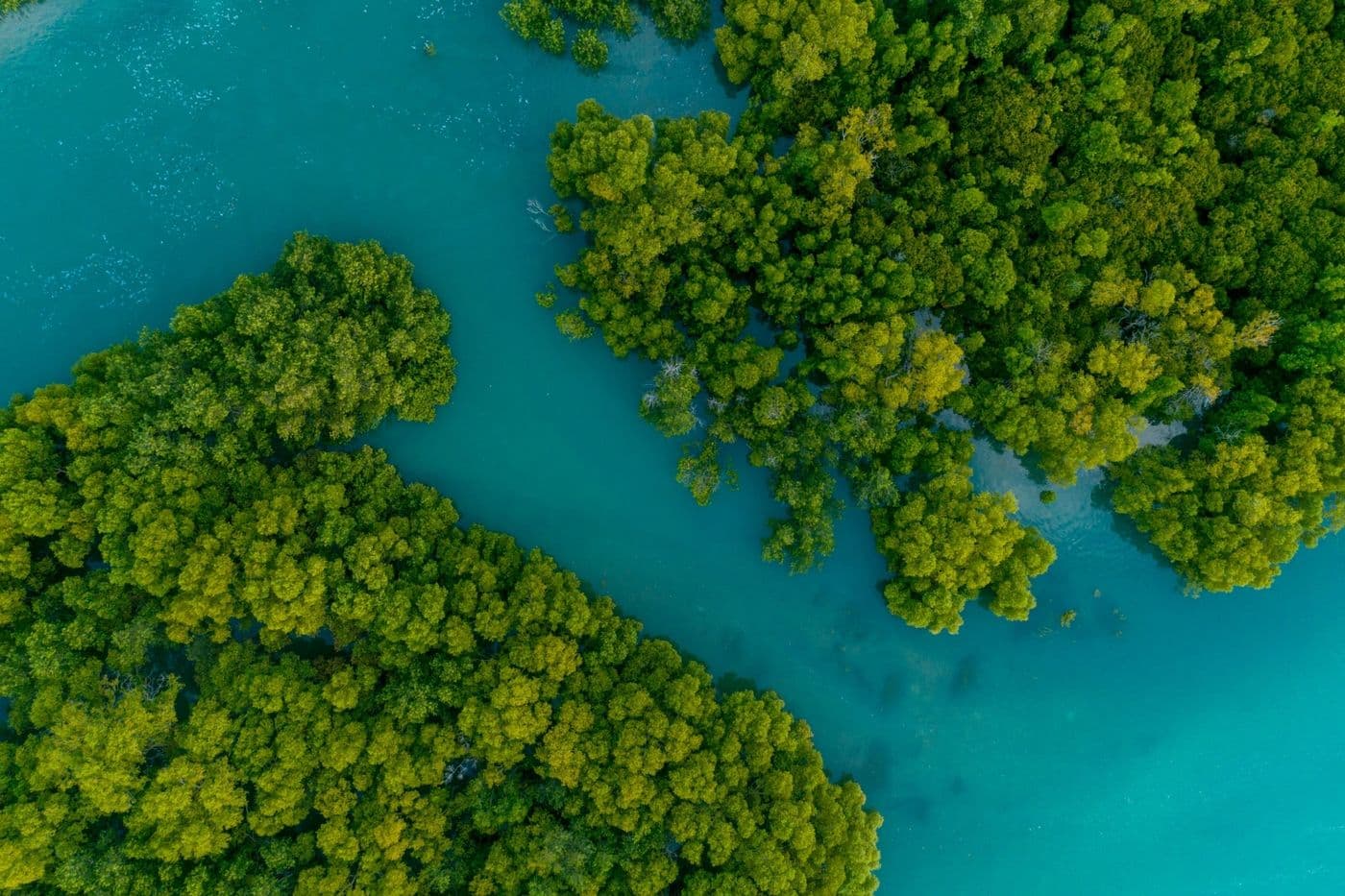 Mangrove Forest Tour