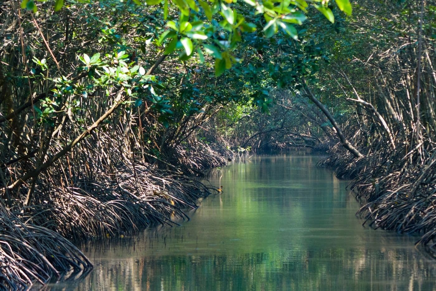 Mangrove Forest Tour