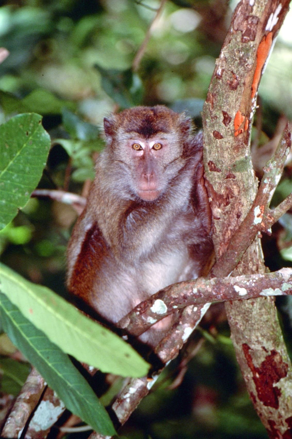 Sabah, 4