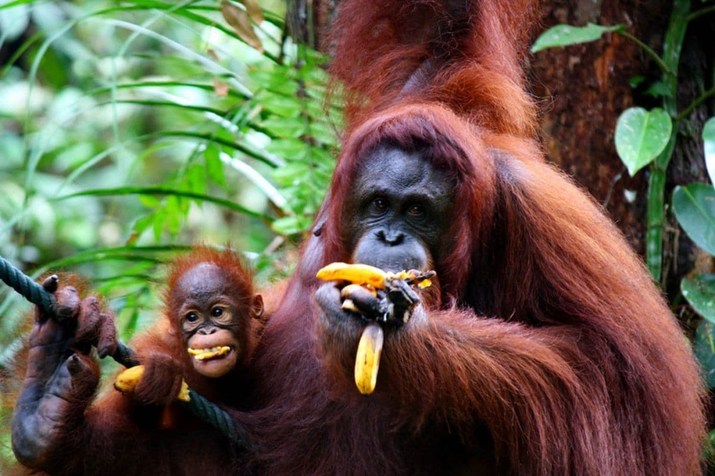 Animal World Of Langkawi