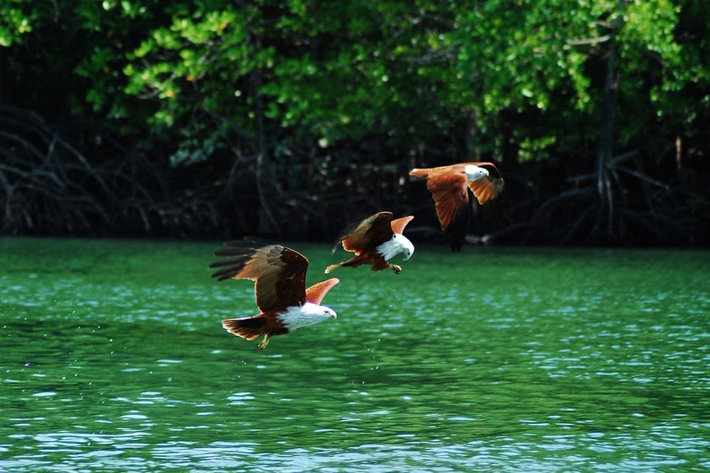 Animal World Of Langkawi