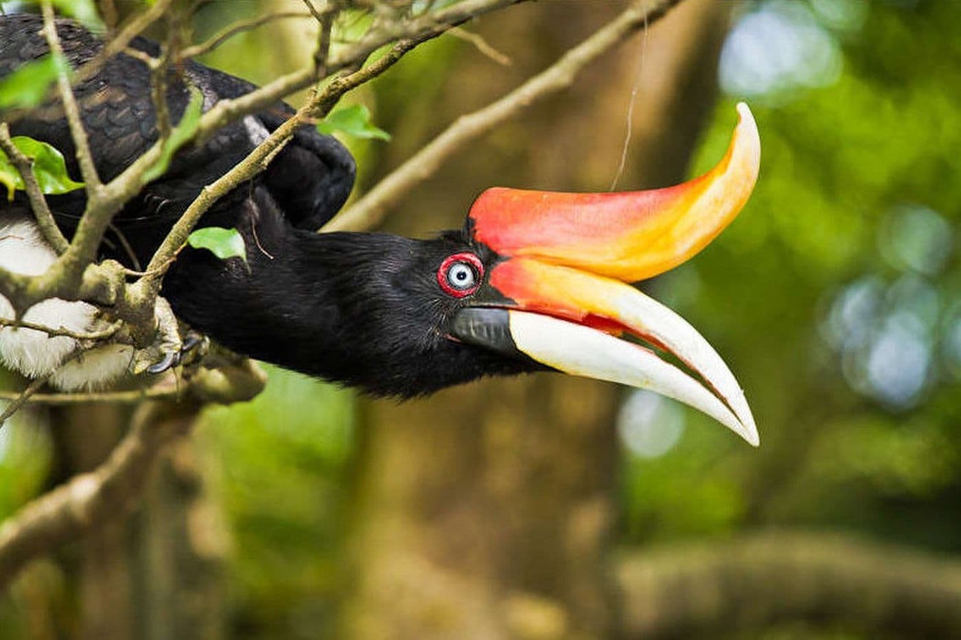 Animal World Of Langkawi
