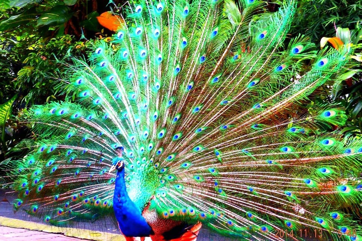 Bird Park + Kuala Lumpur