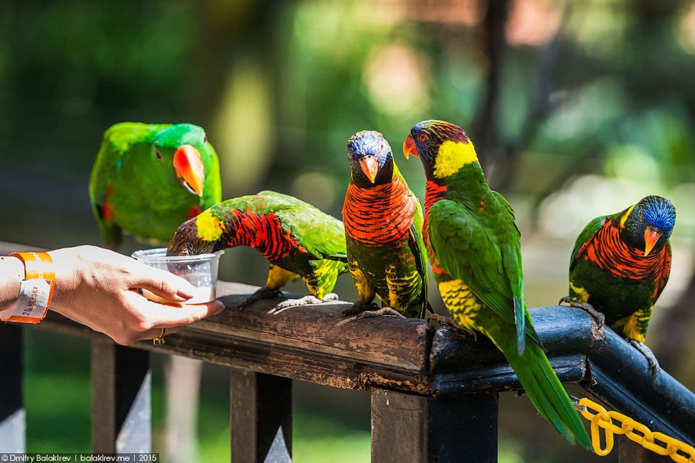 Bird Park + Kuala Lumpur