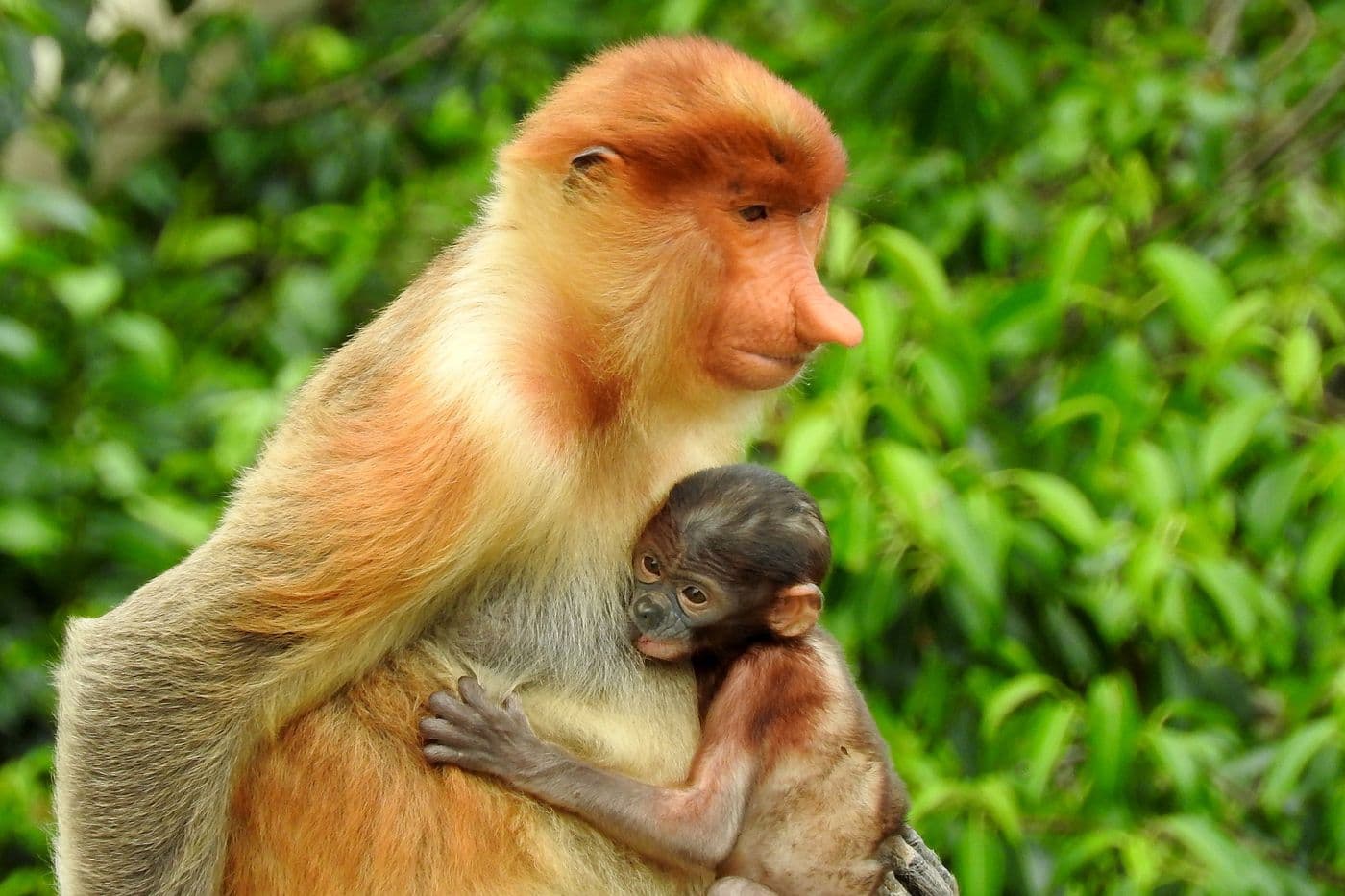 Lok Kawi Wildlife Park