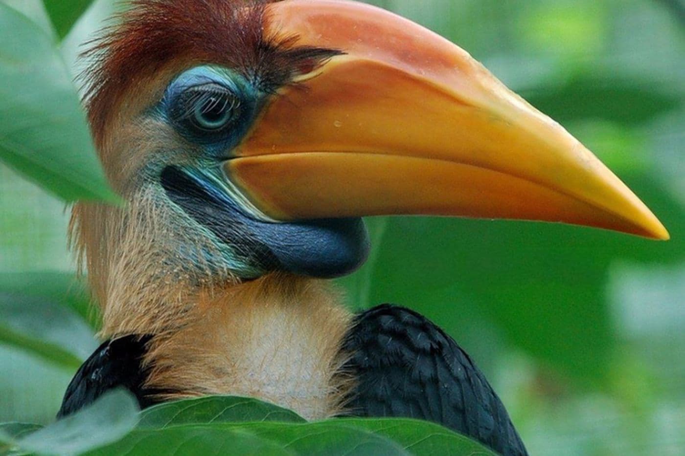 Lok Kawi Wildlife Park