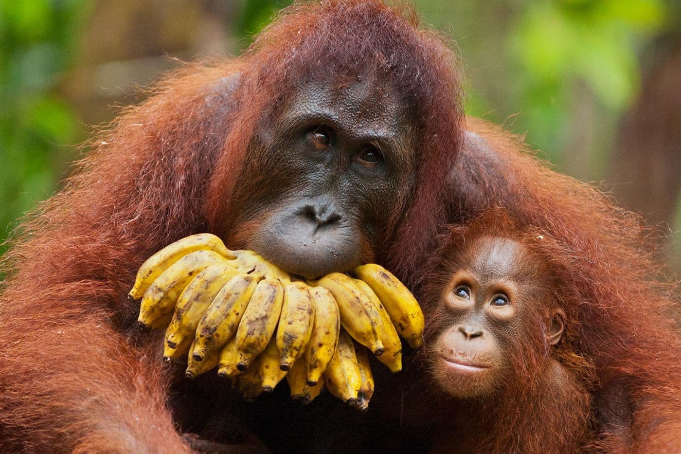Lok Kawi Wildlife Park