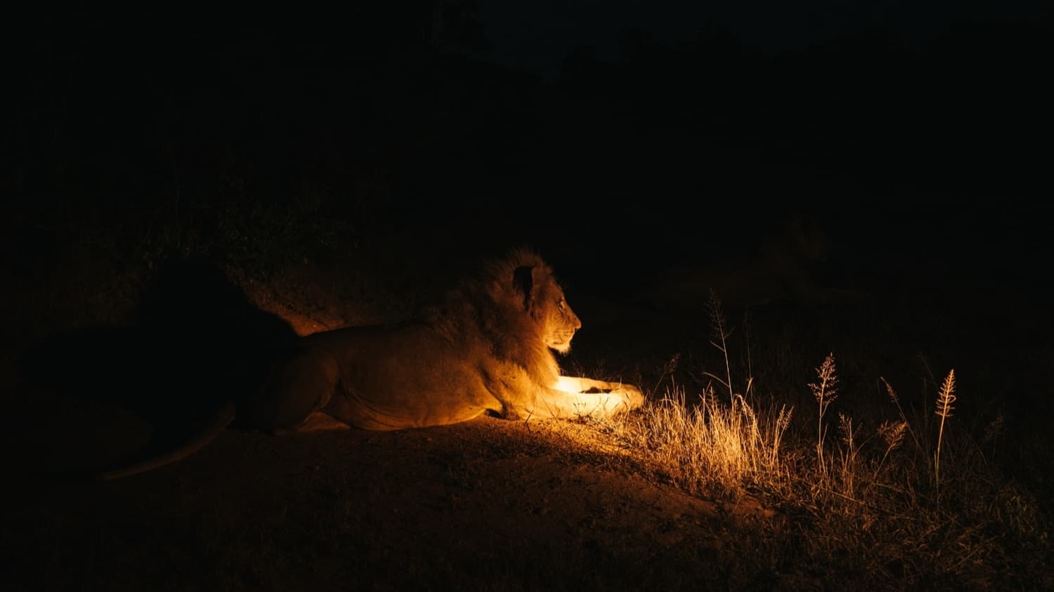 Night Safari
