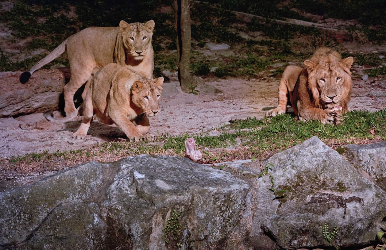 Night Safari