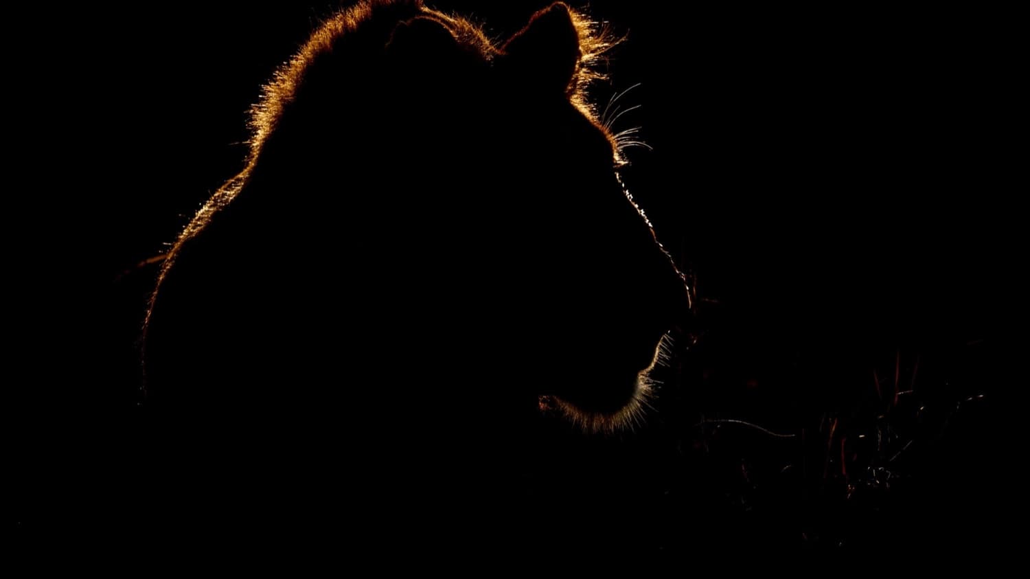 Night Safari
