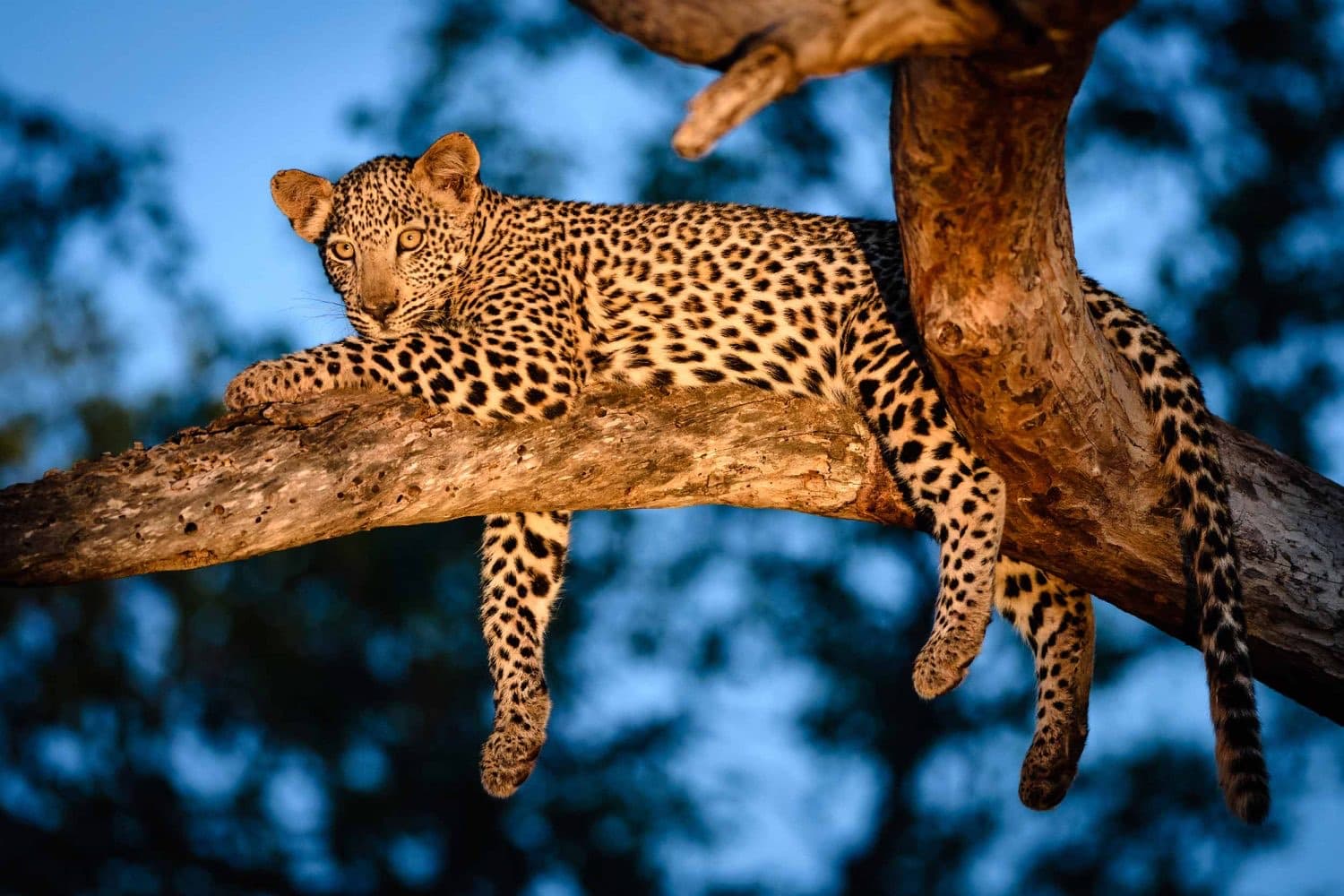 Night Safari