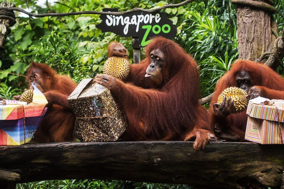 Singapore Zoo