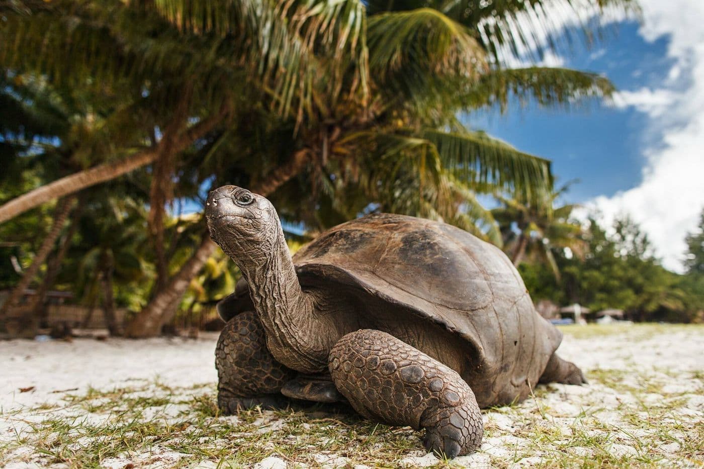 Turtle Island Tour