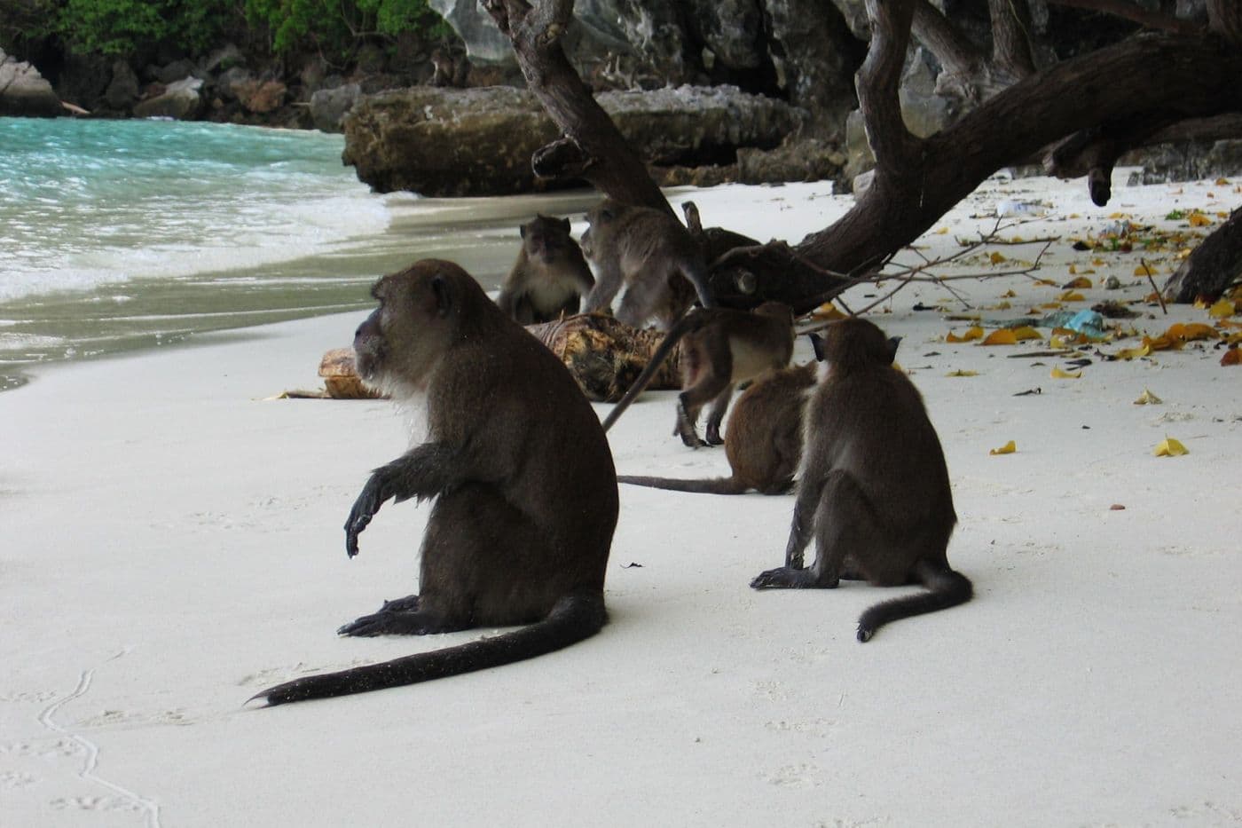 Turtle Island Tour
