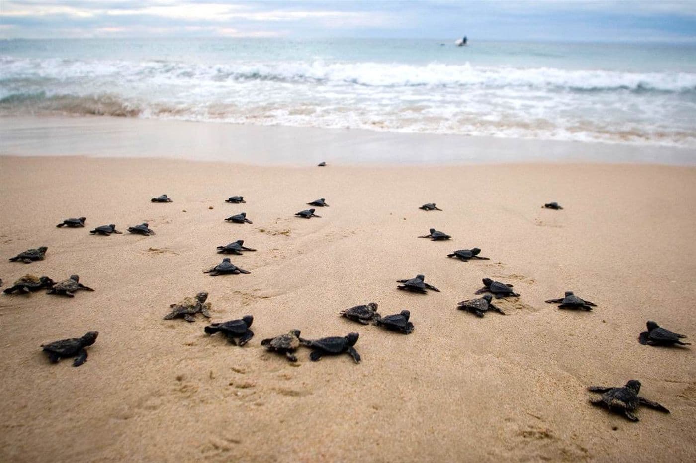 Turtle Island Tour
