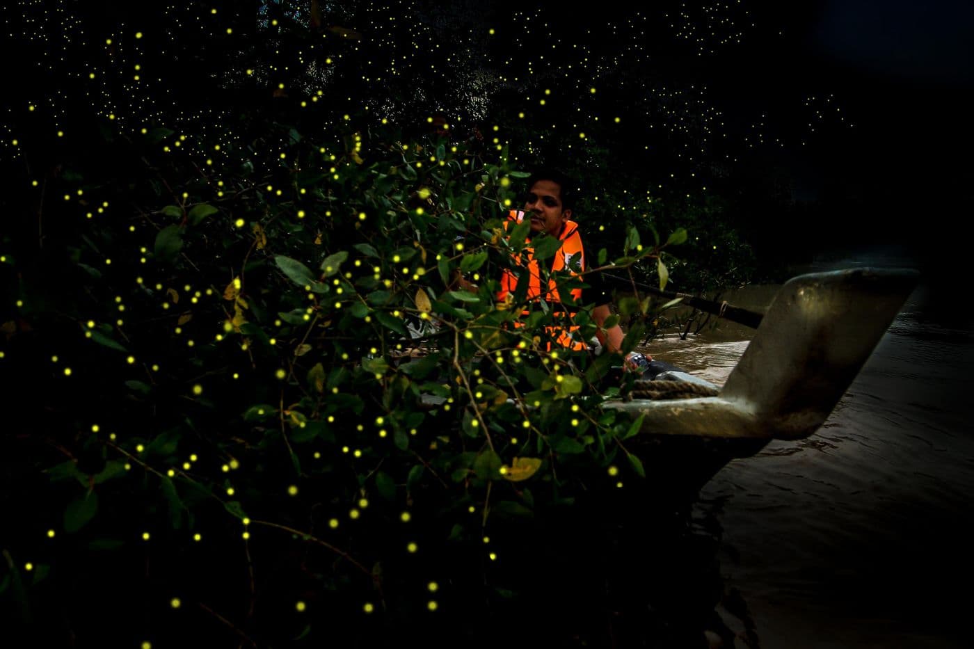 Wonders Of Fireflies