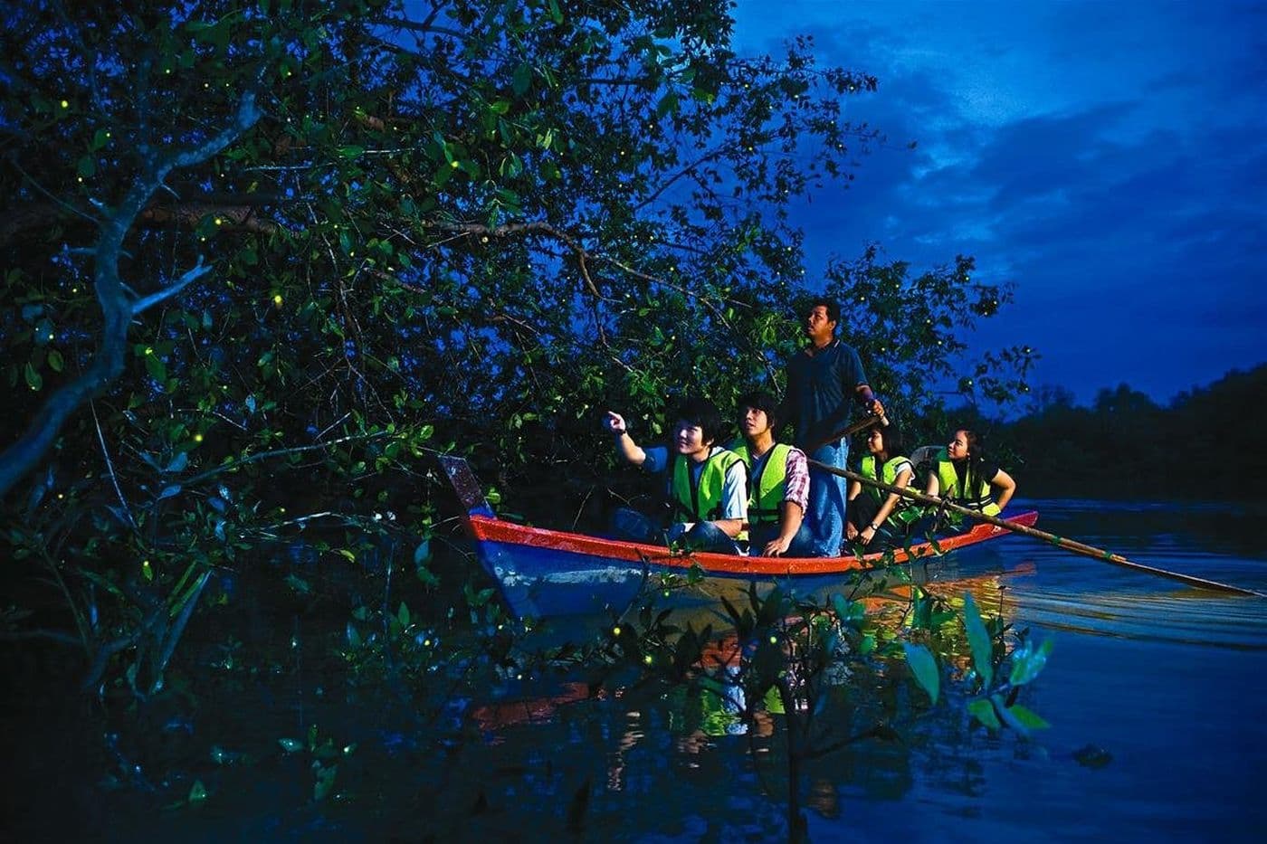 Wonders Of Fireflies