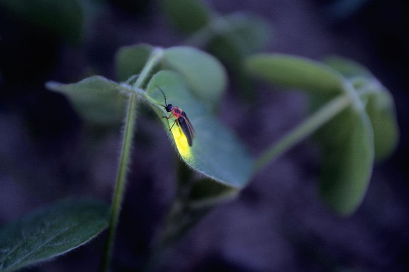 Wonders Of Fireflies