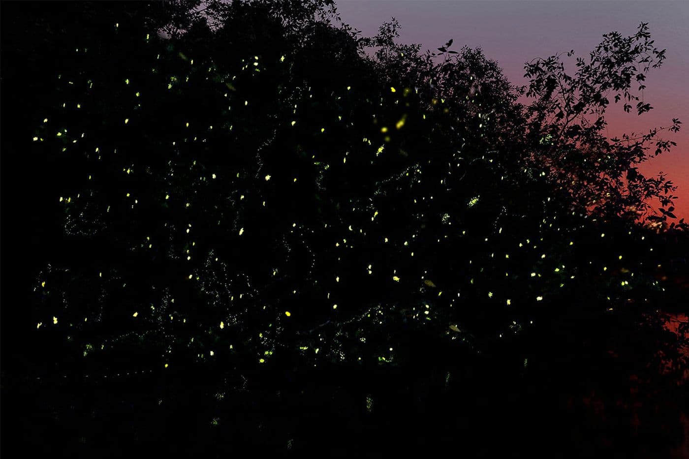 Wonders Of Fireflies