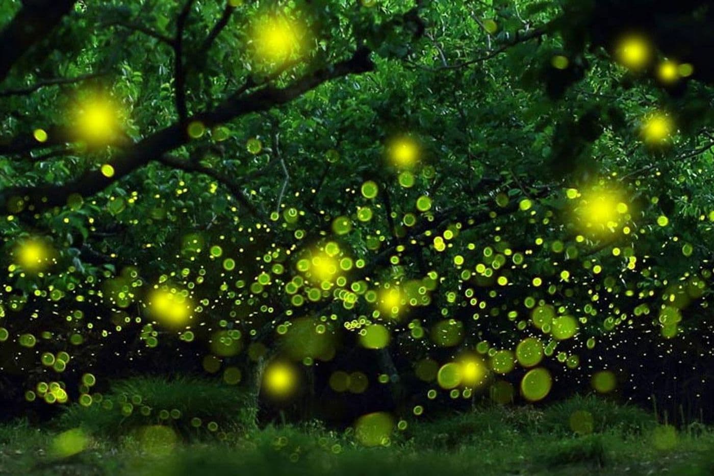 Wonders Of Fireflies