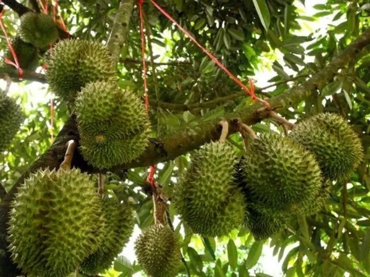 GARDENS AND PARKS OF PENANG
