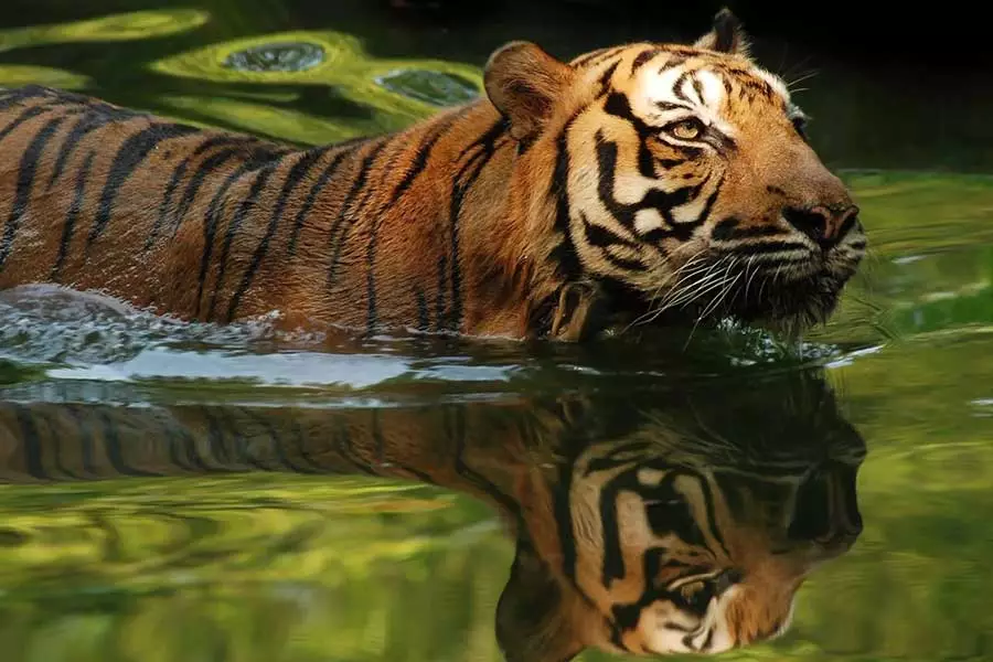 ANIMAL WORLD OF LANGKAWI