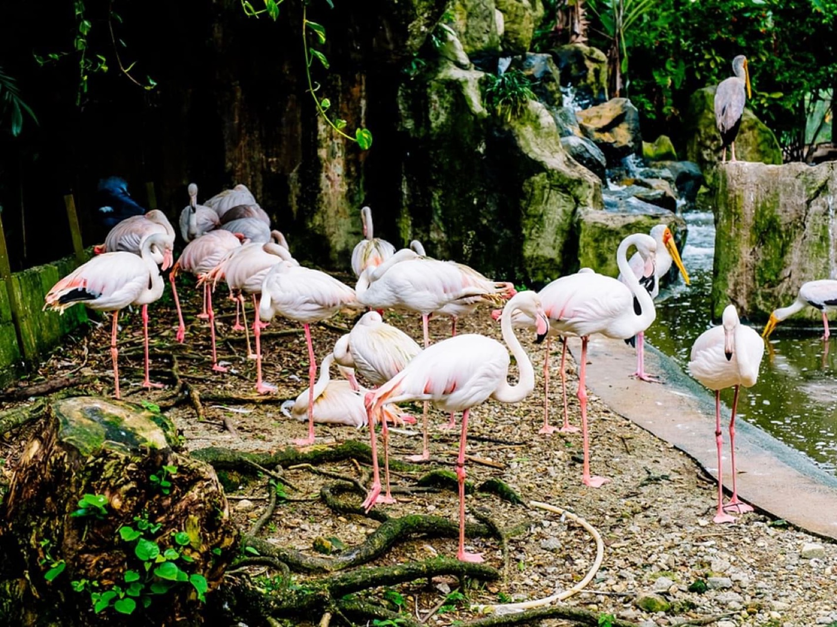 Kuala Lumpur Bird Park