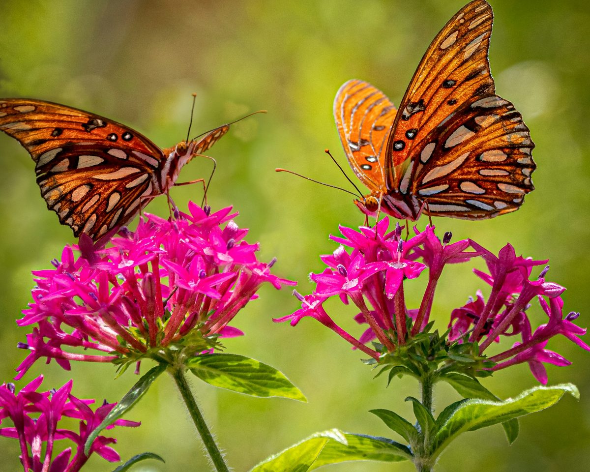 Kuala Lumpur Butterfly Park