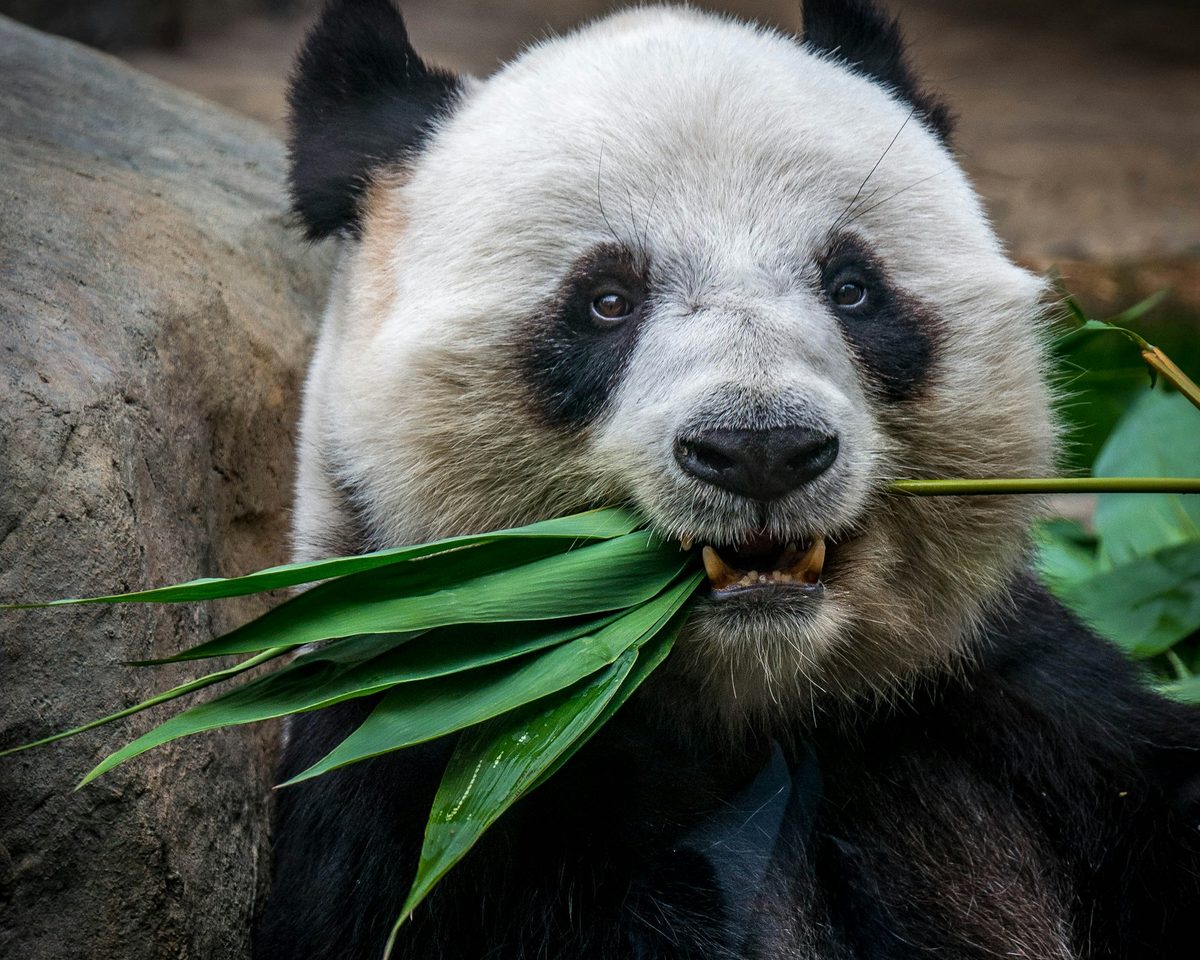 Zoo Negara Malaysia