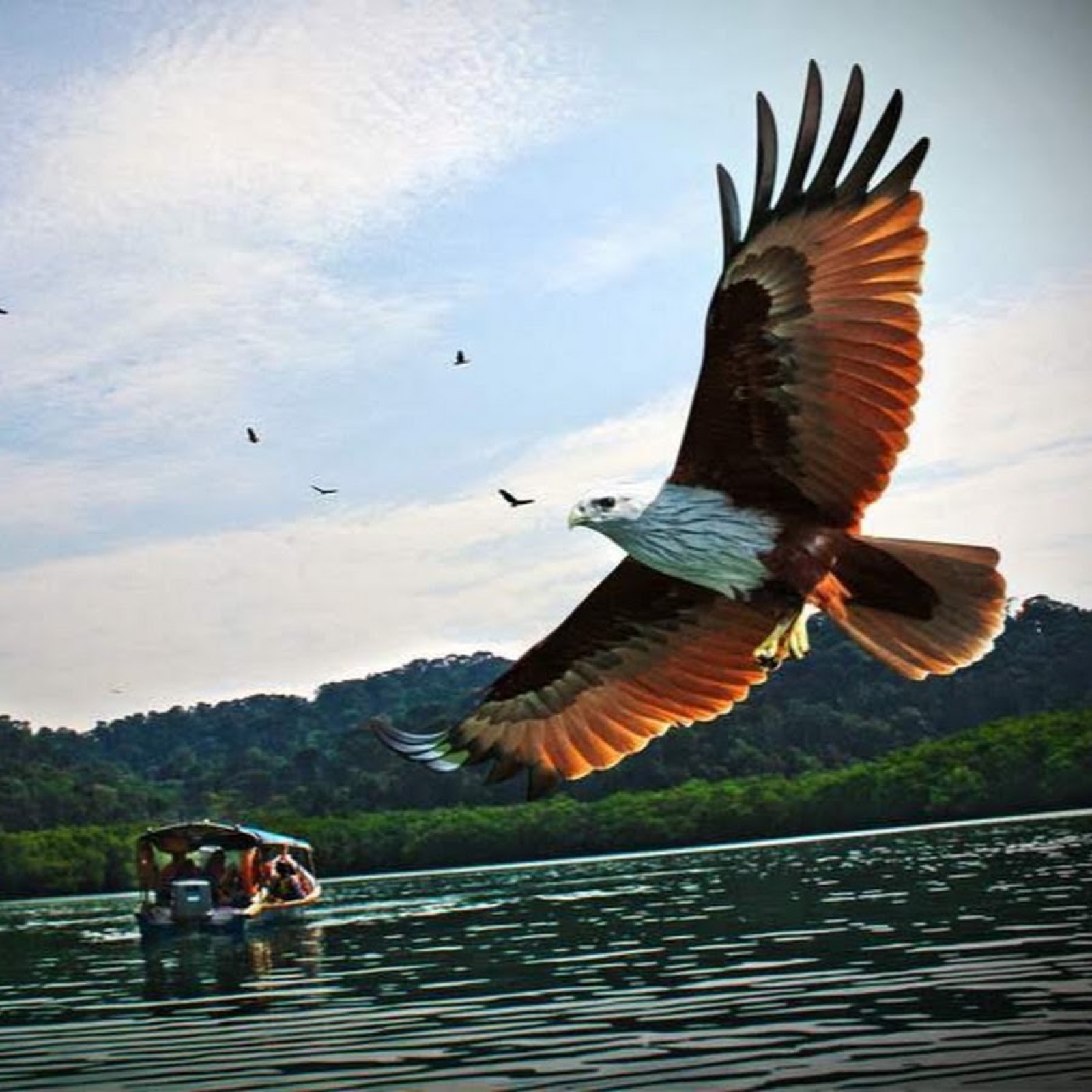 Eagle Watching