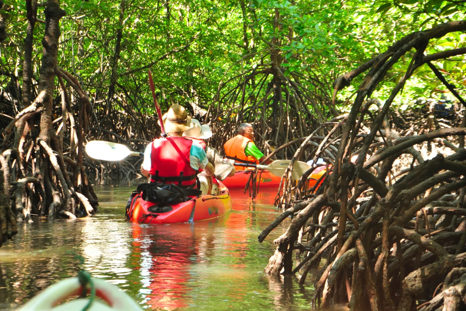Kayaking through Mangroves