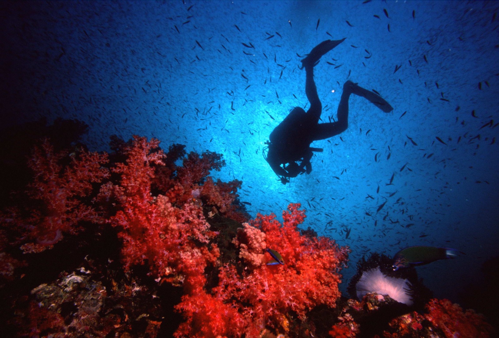 Scuba Diving