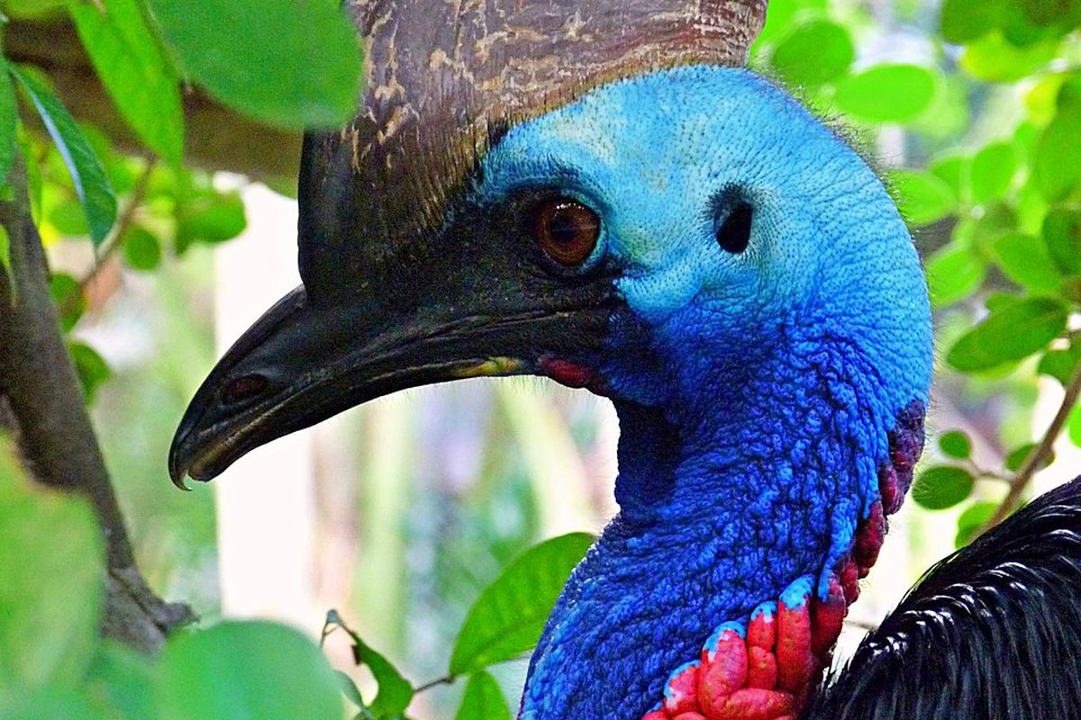Lok Kawi Wildlife Park