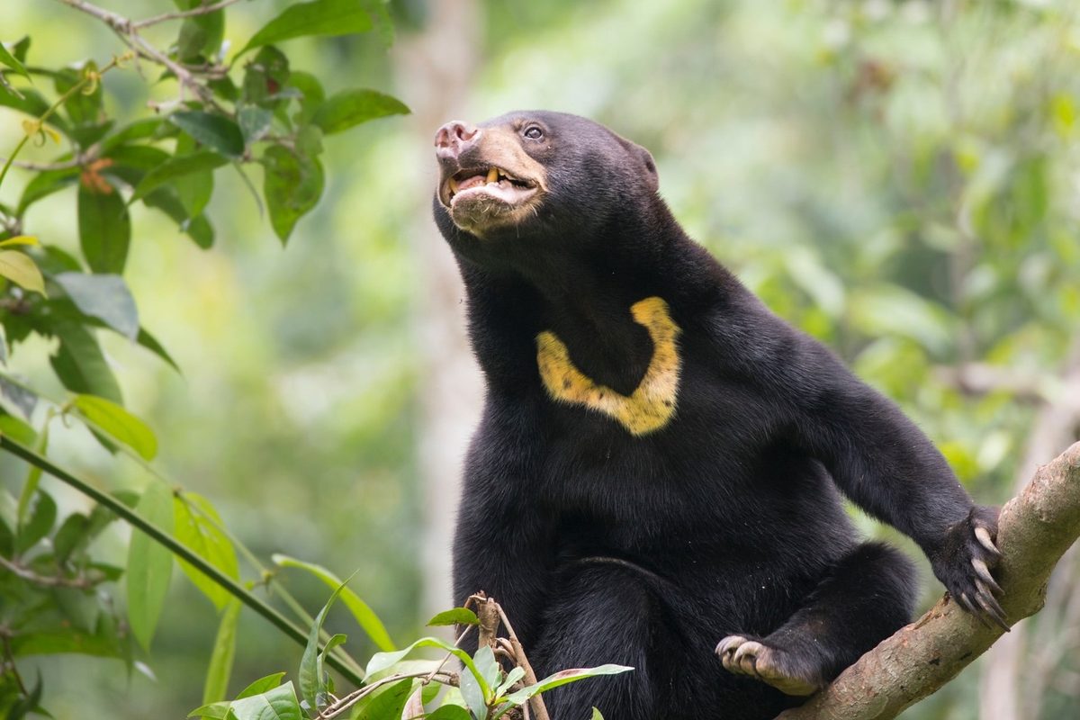 Sandakan Tour, In Search Of Proboscis Monkeys And Orangutans
