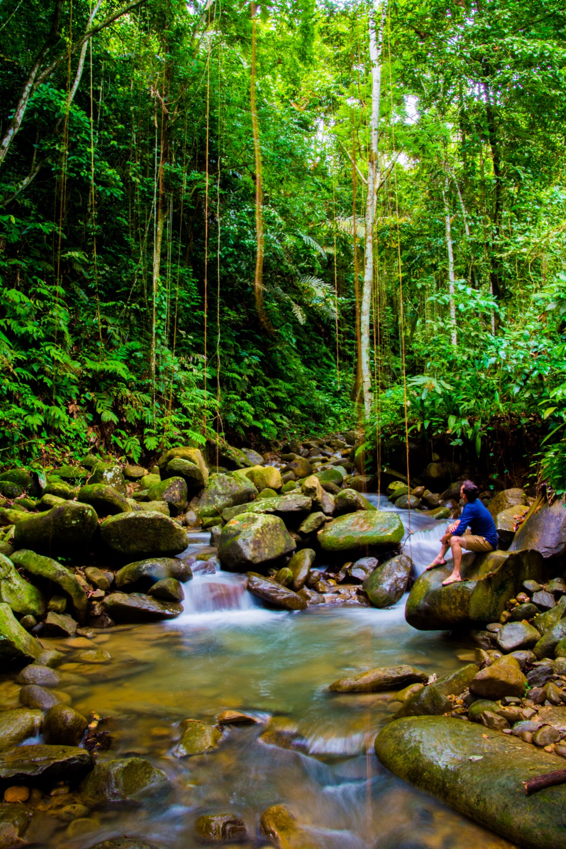 Borneo Jungle